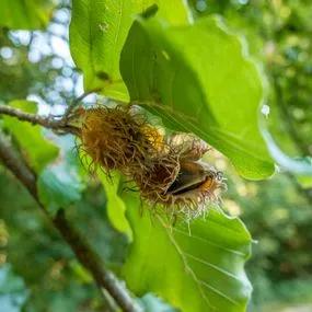 Beech Green (Fagus sylvatica) nuts Image 3
